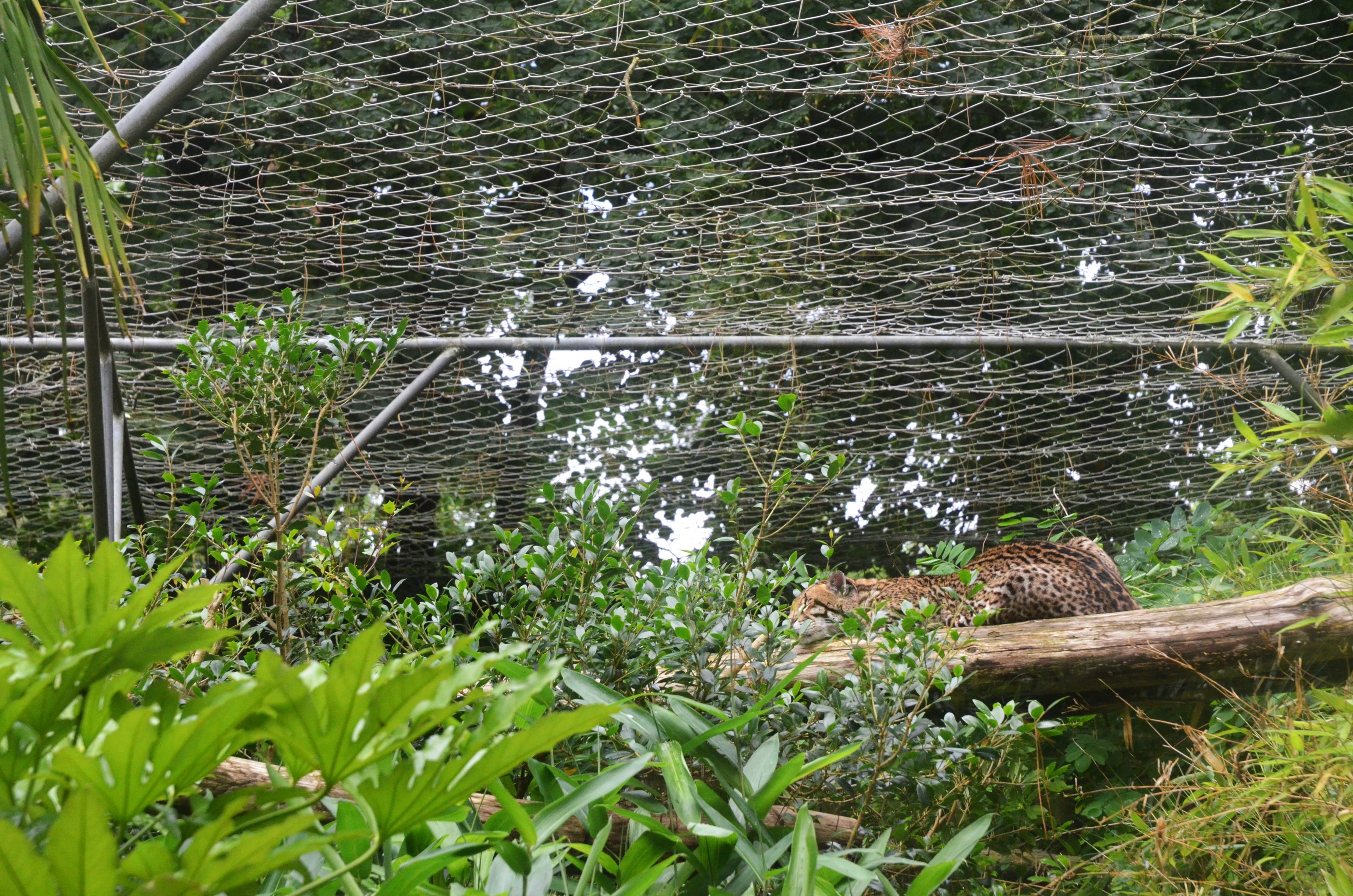 Ocelot at La Flèche, 11/06/18