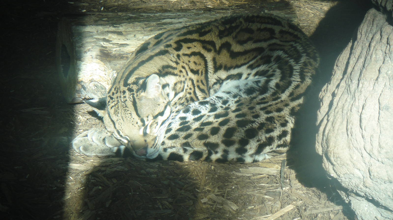 Ocelot at North Carolina zoo 2015-1-19