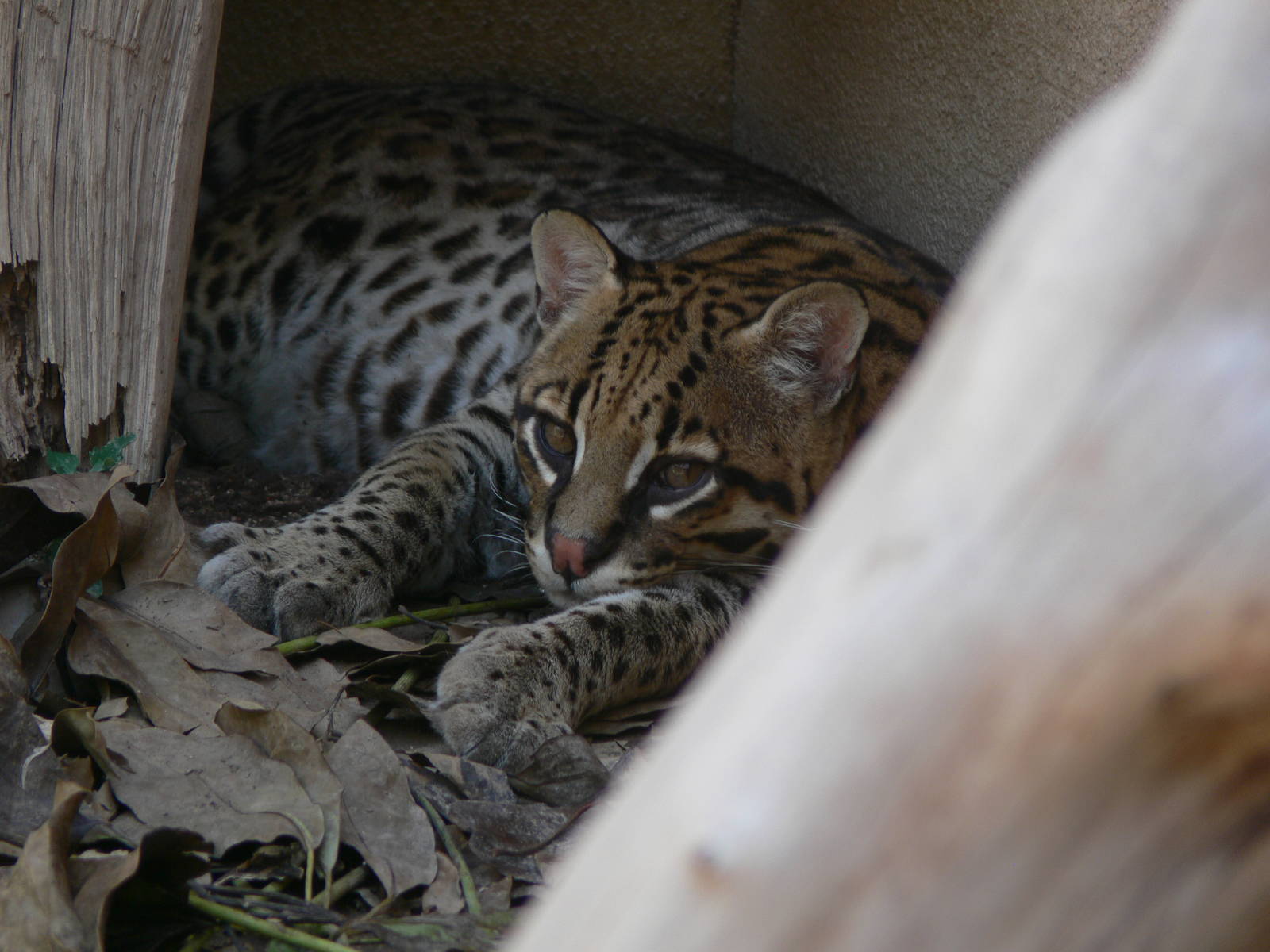 Ocelot at Terra Natura, 03/08/14