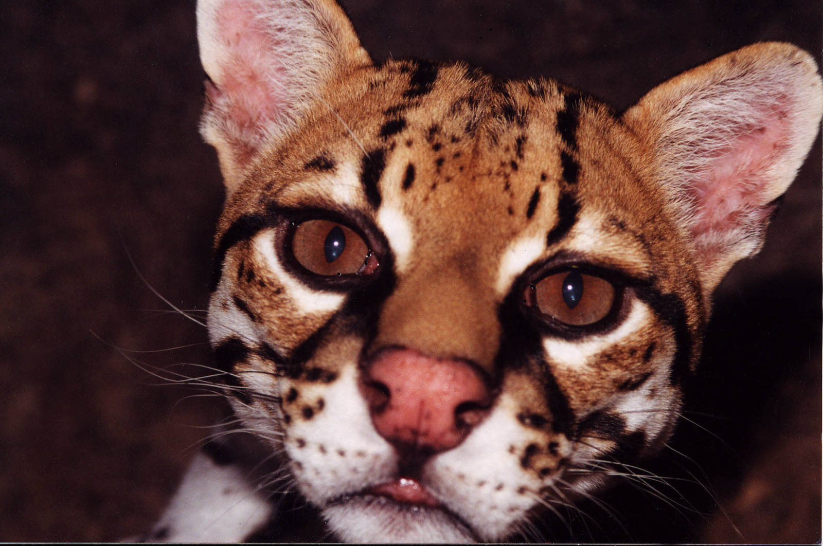 Ocelot at the ASDM