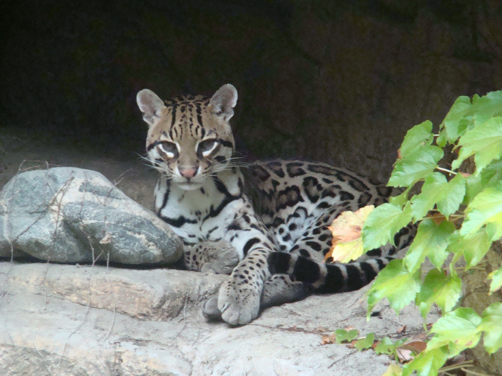 Ocelot at the Los Angeles Zoo