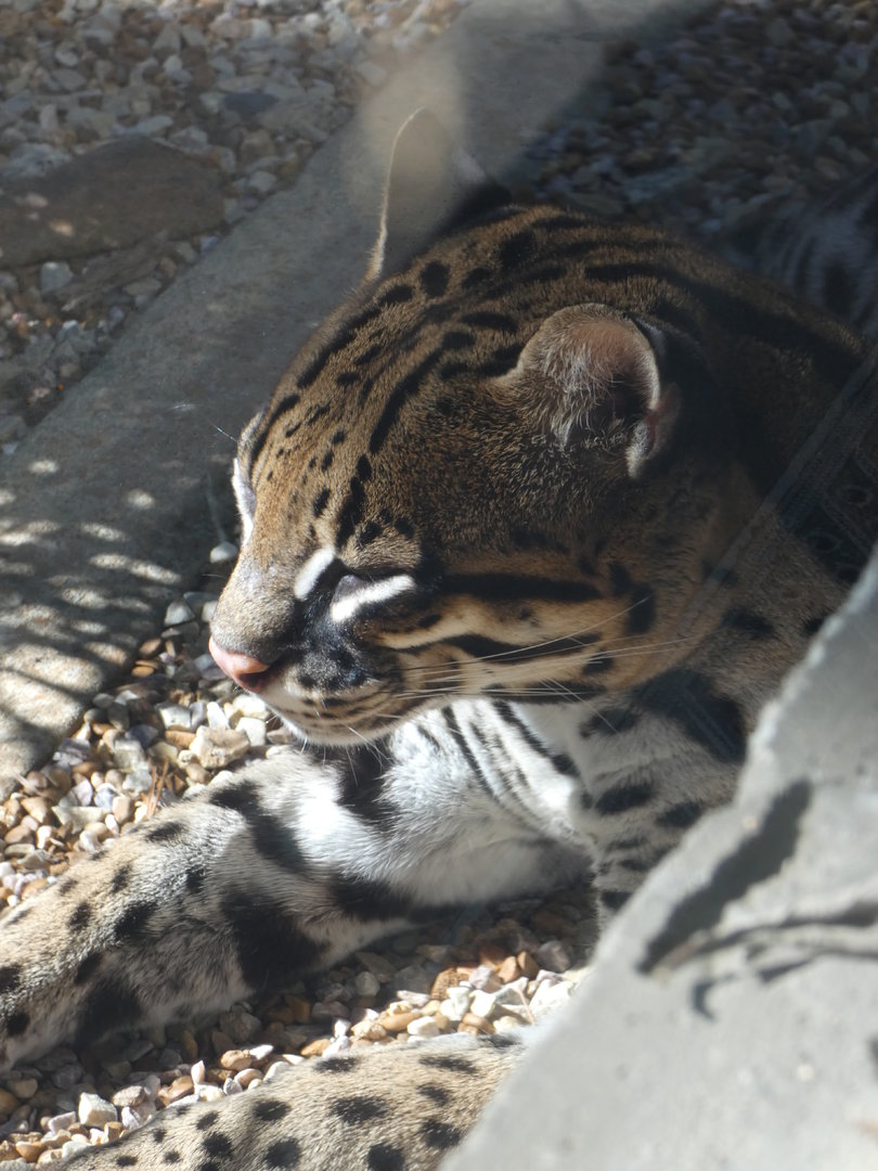 Ocelot at the North Carolina Zoo