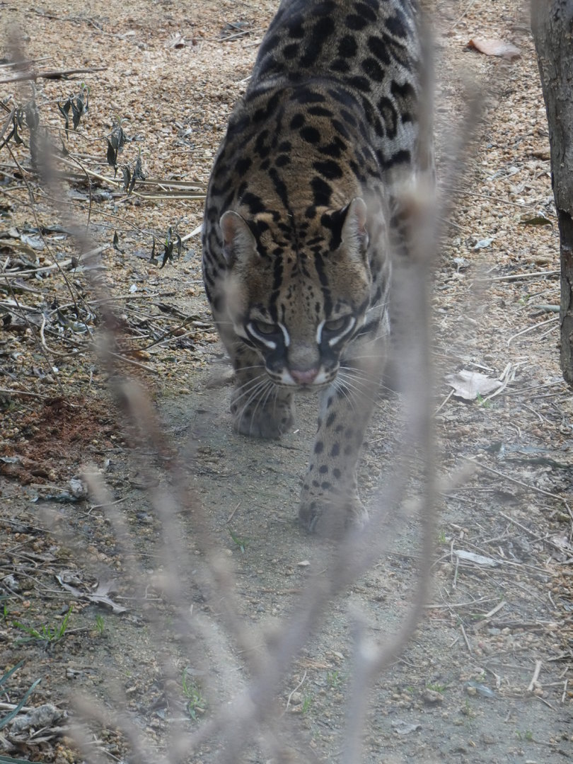 Ocelot at the North Carolina Zoo