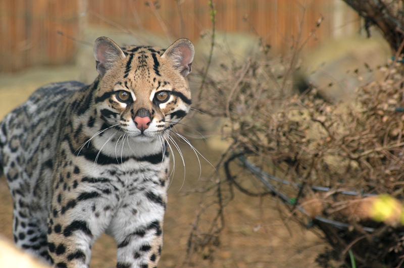 Ocelot at Tierpark Bad Pyrmont