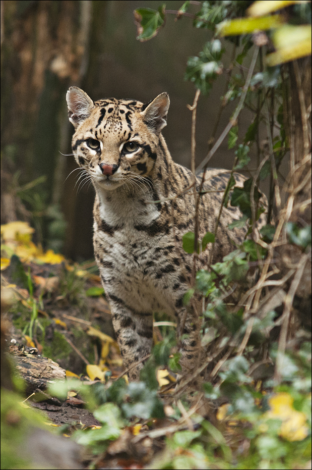 Ocelot at Zoo in der Wingst