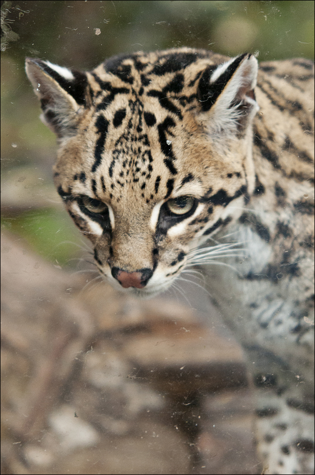 Ocelot at Zoo in der Wingst