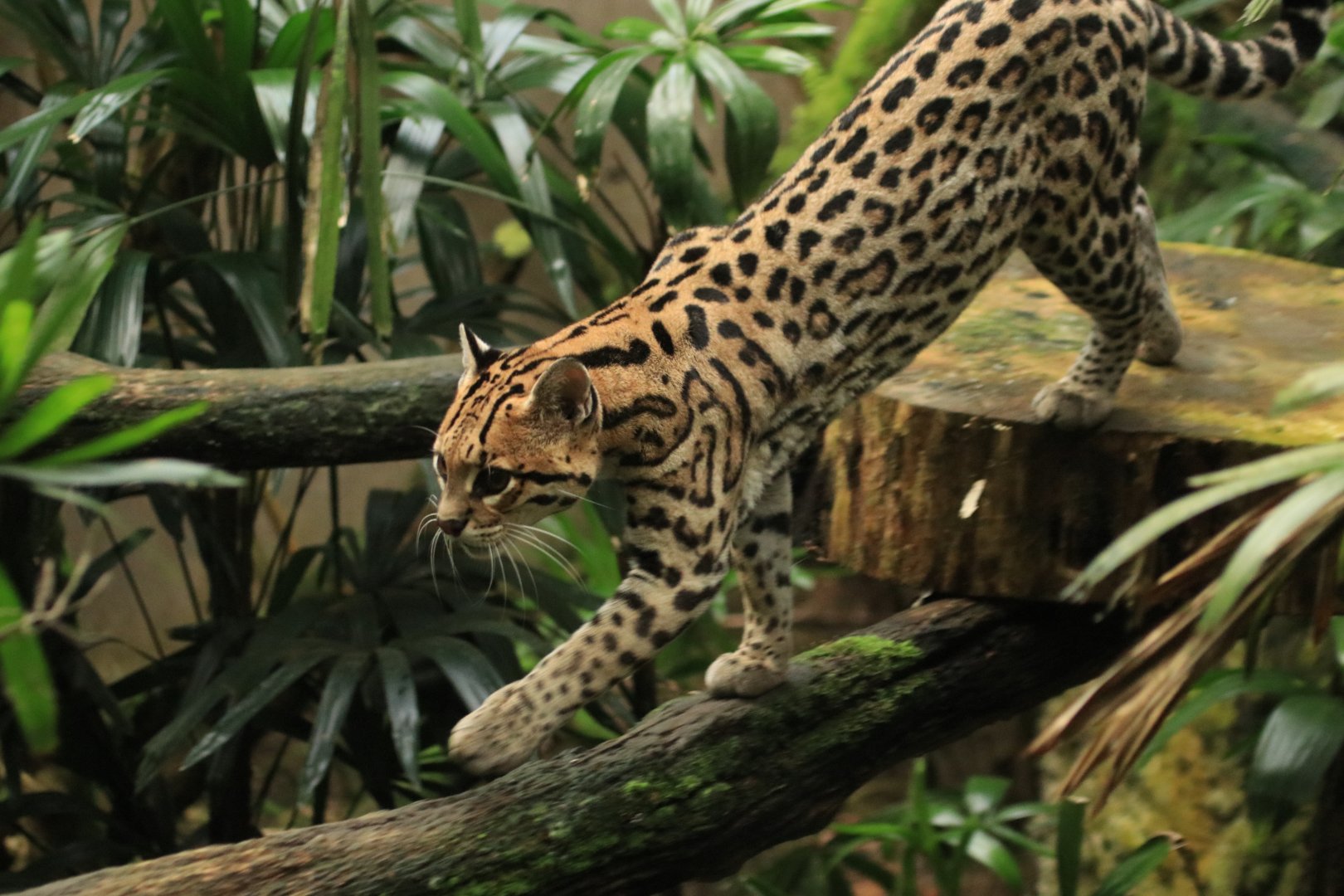 Ocelot (August 2019)