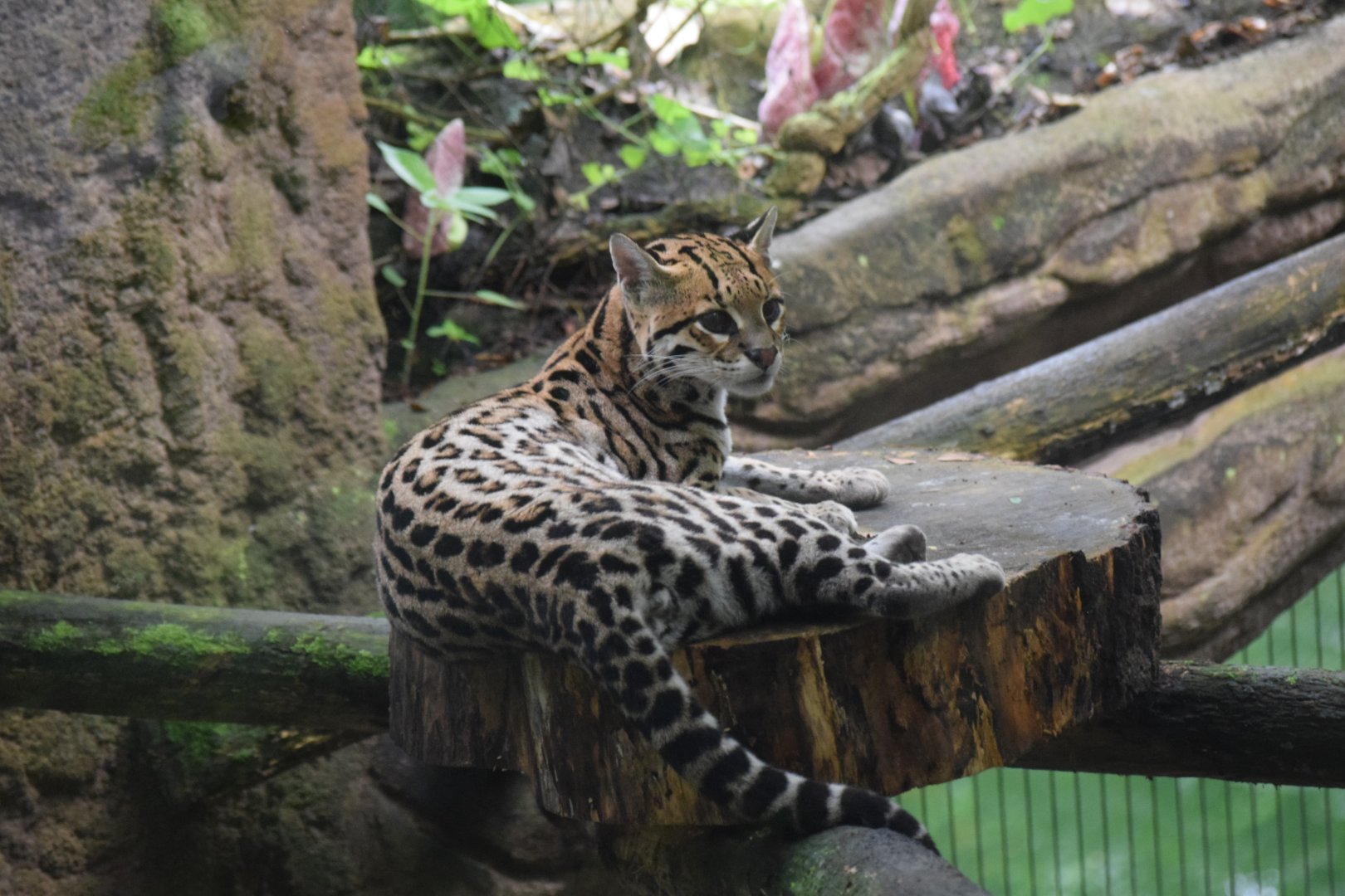 Ocelot - August 2019