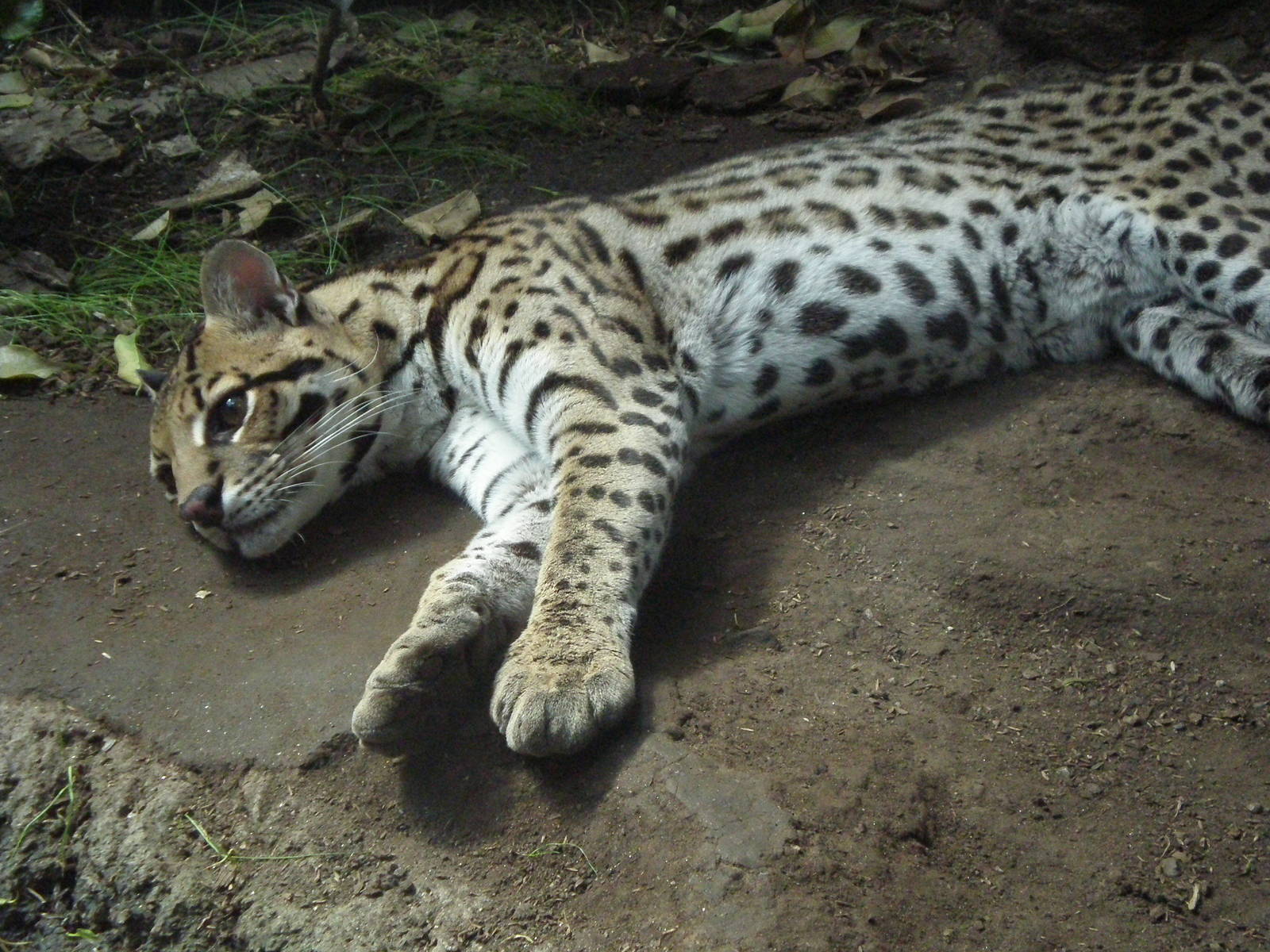 Ocelot - Beardsley Zoo JUL07 IV