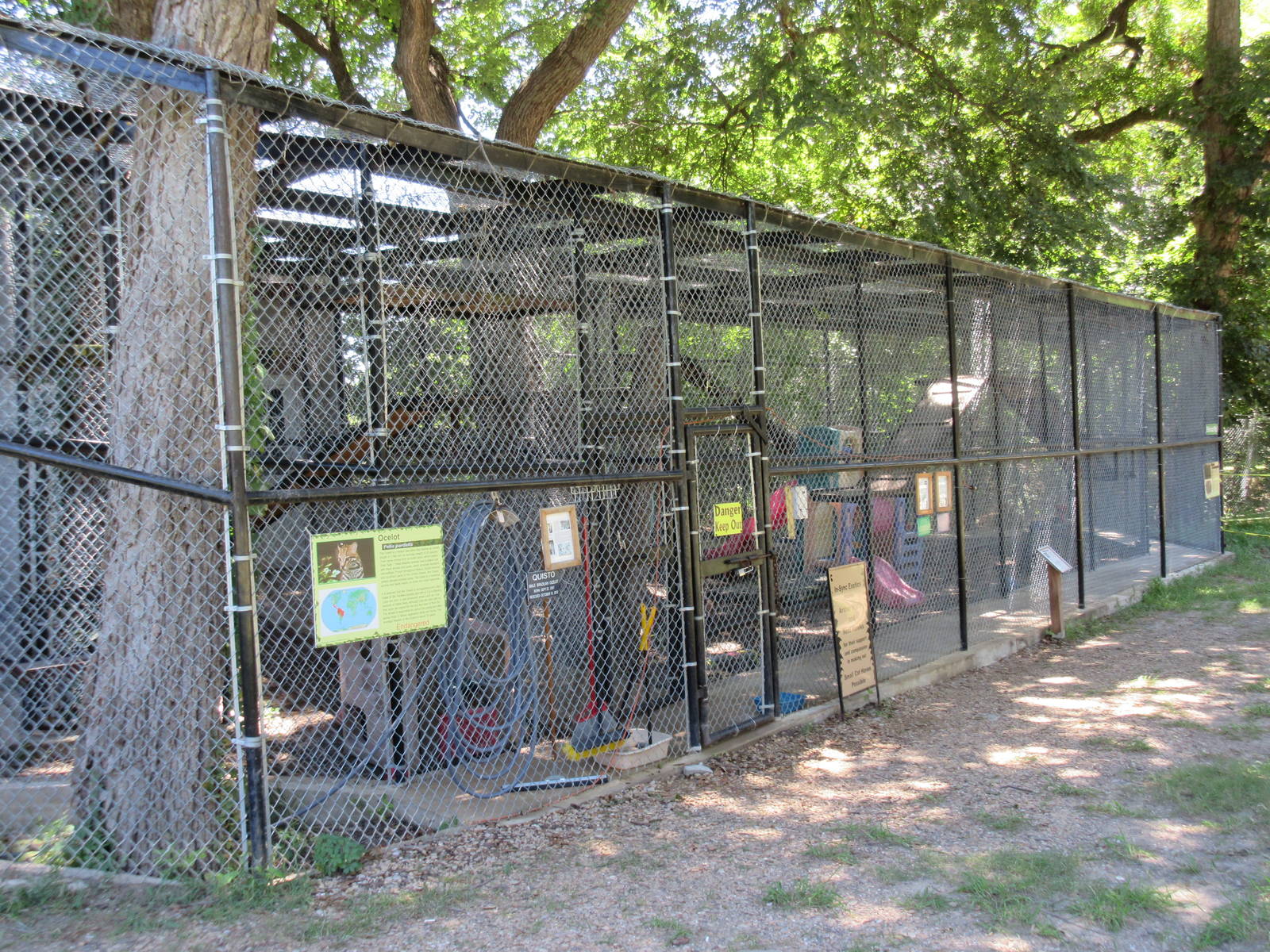 Ocelot + Bobcat Exhibits