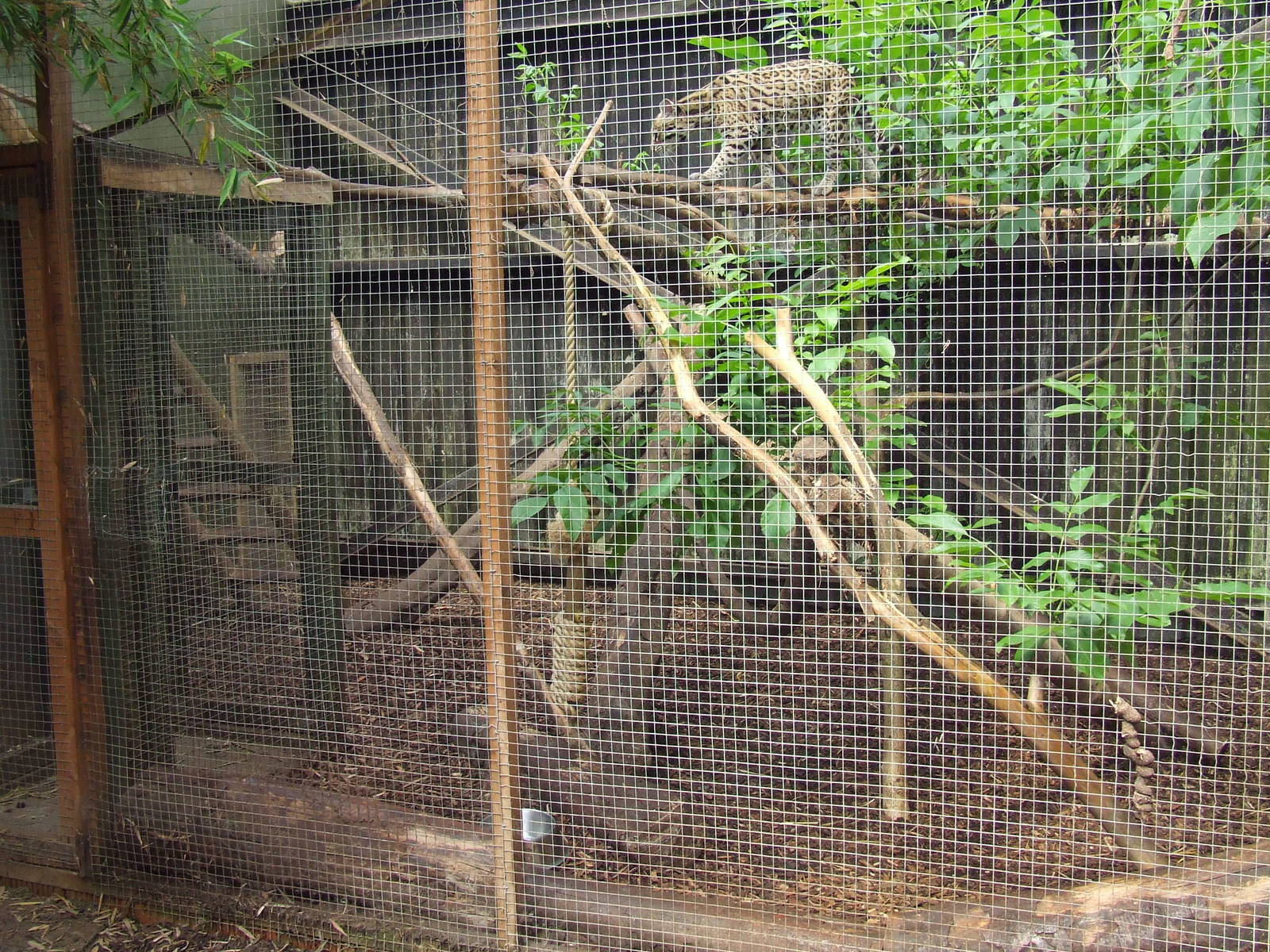 Ocelot cage, Rare Species Conservation Centre, Sandwich