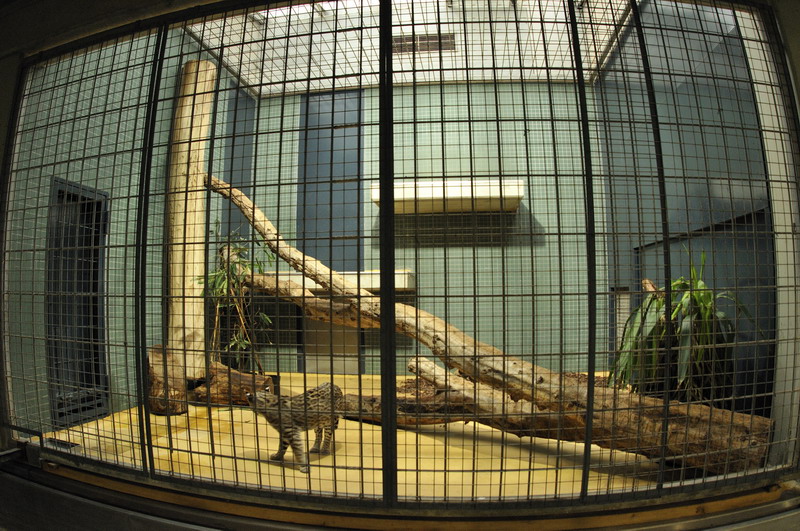 Ocelot-cage