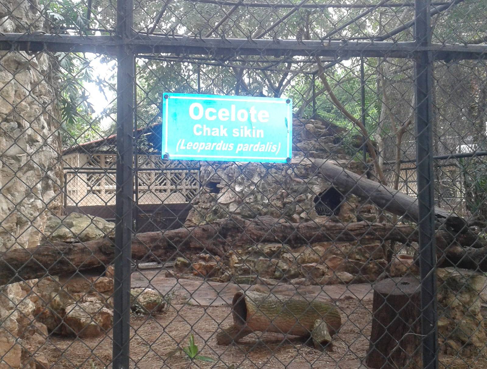 Ocelot cage