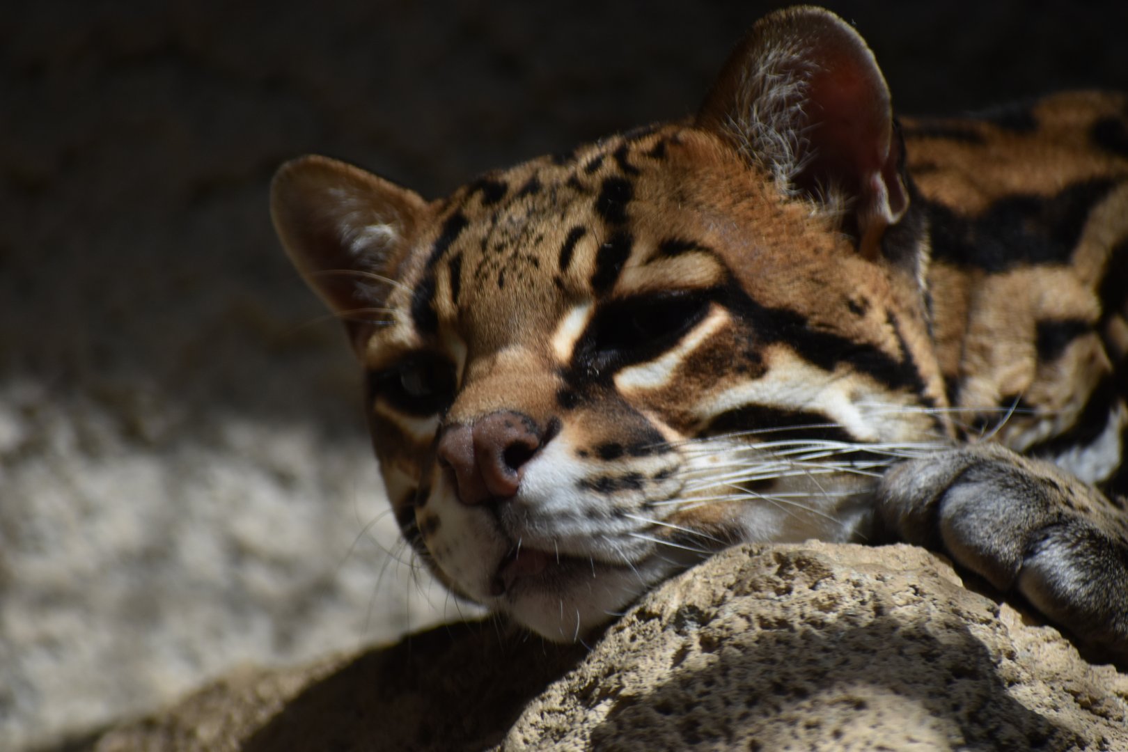 Ocelot Closeup