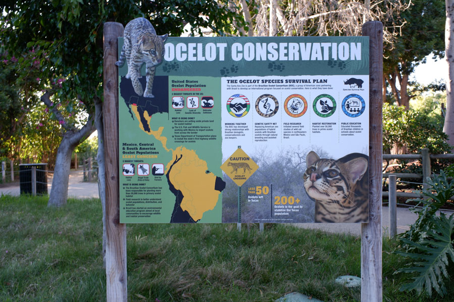 ocelot conservation info