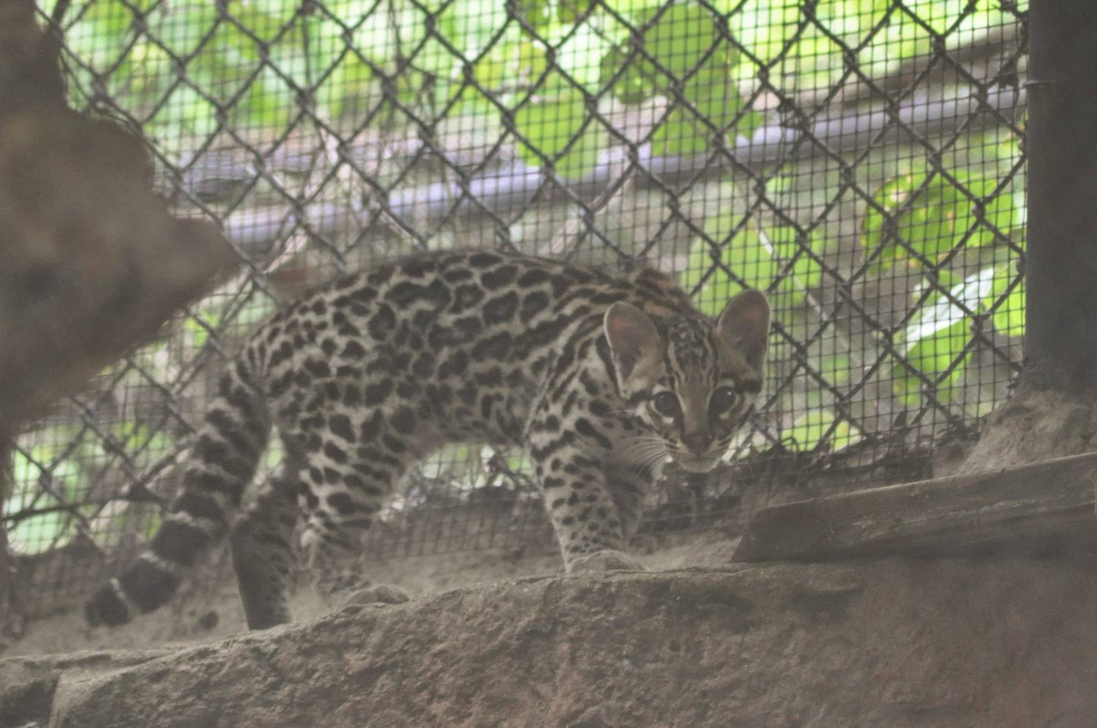 Ocelot cub - Cats of Texas
