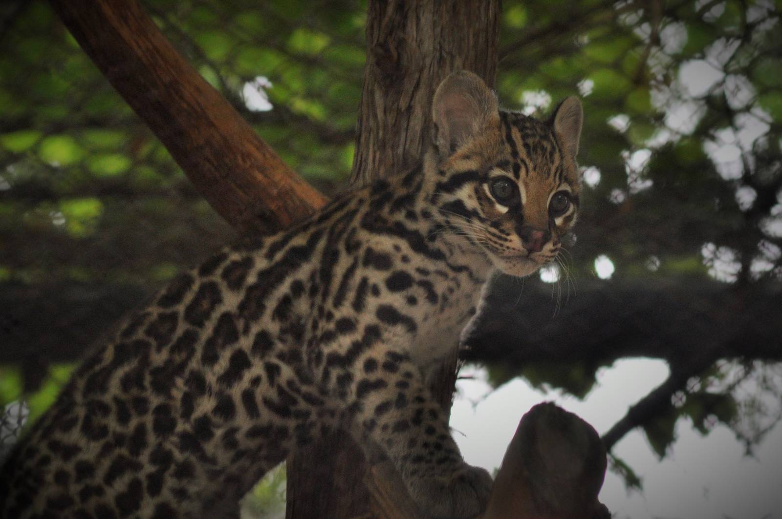 Ocelot cub