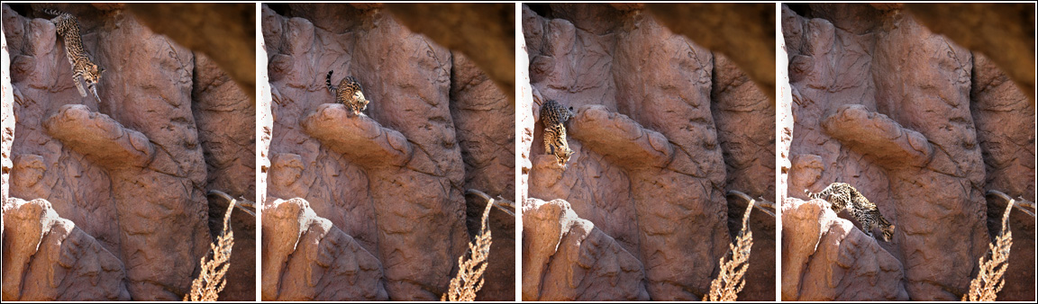 ocelot descending