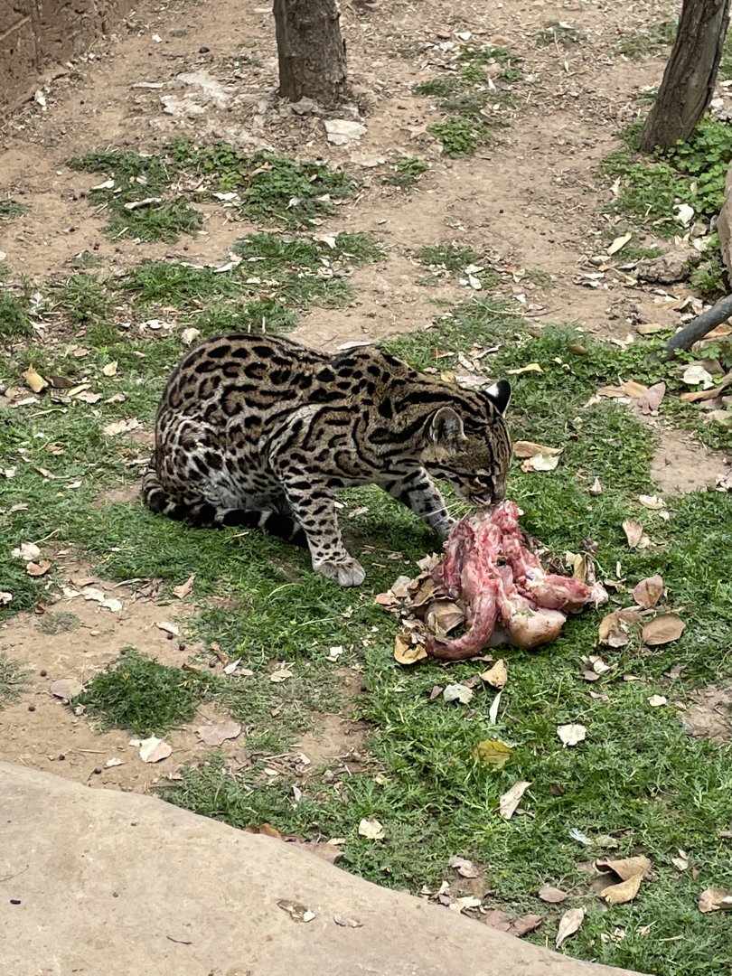 Ocelot eating.