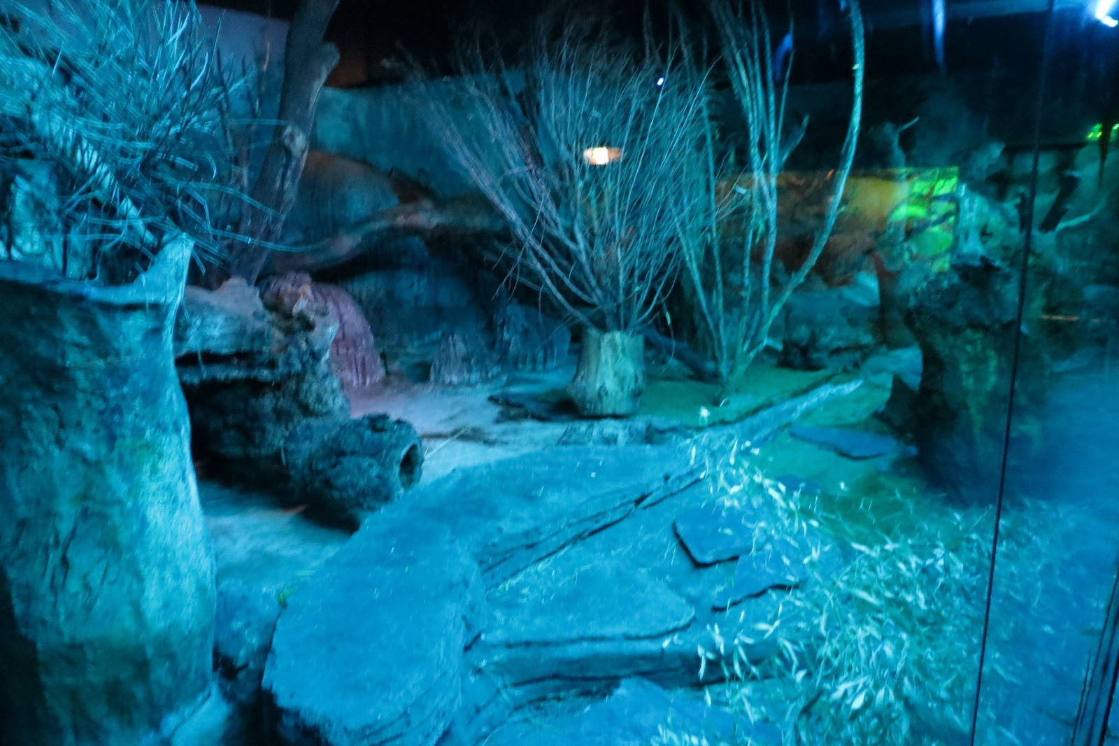 Ocelot enclosure 140216