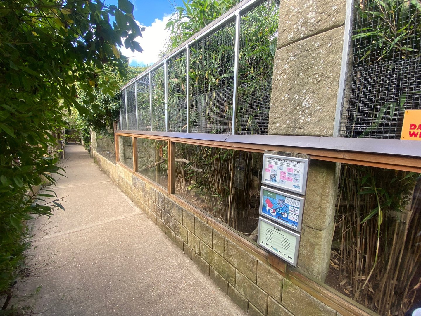 Ocelot enclosure 140923