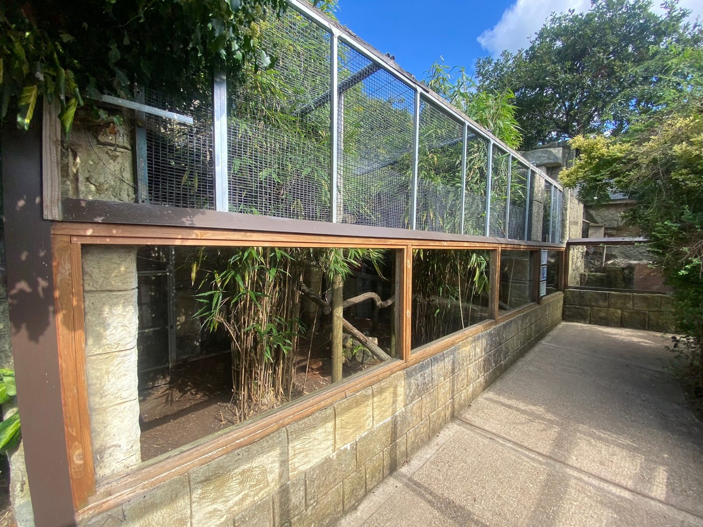 Ocelot enclosure 140923