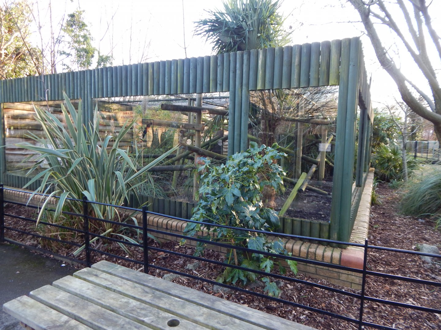 Ocelot enclosure 260124