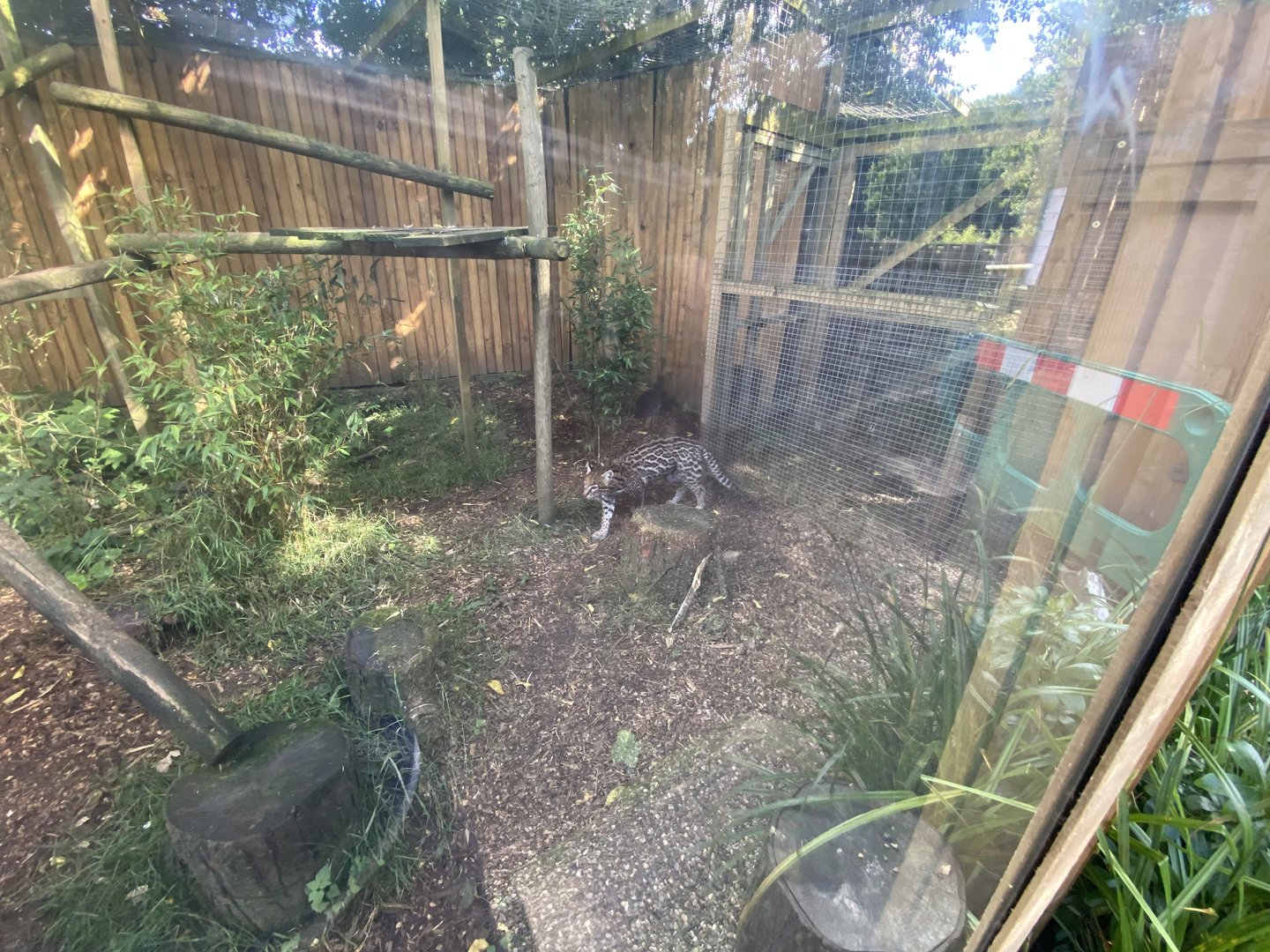Ocelot enclosure 290723
