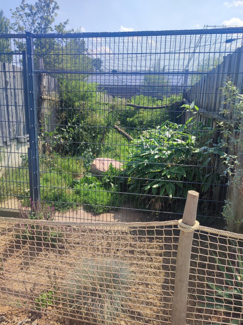 Ocelot enclosure - Artenschutzzentrum Grasleben