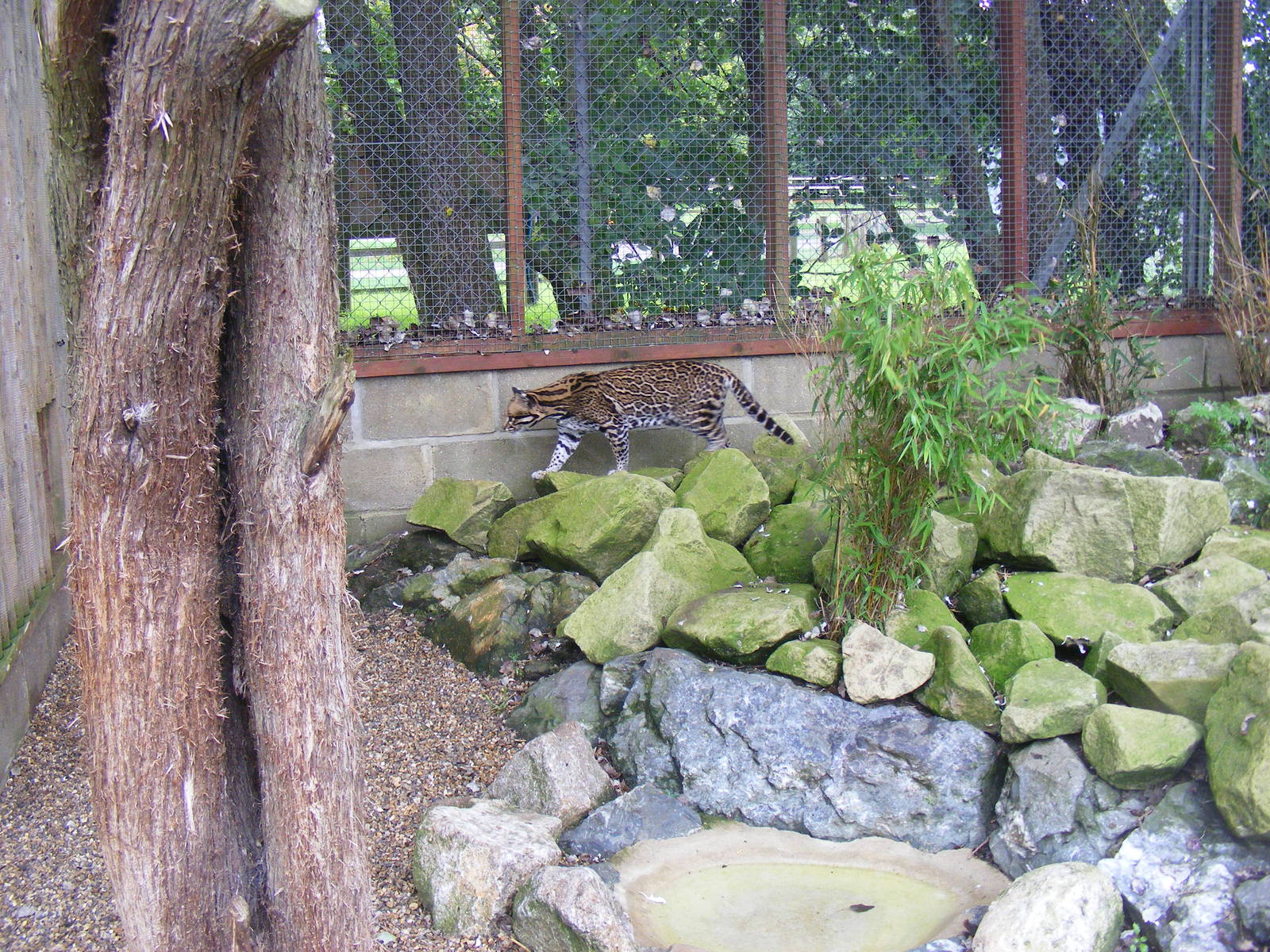 Ocelot enclosure at Banham Zoo, 14 September 2010