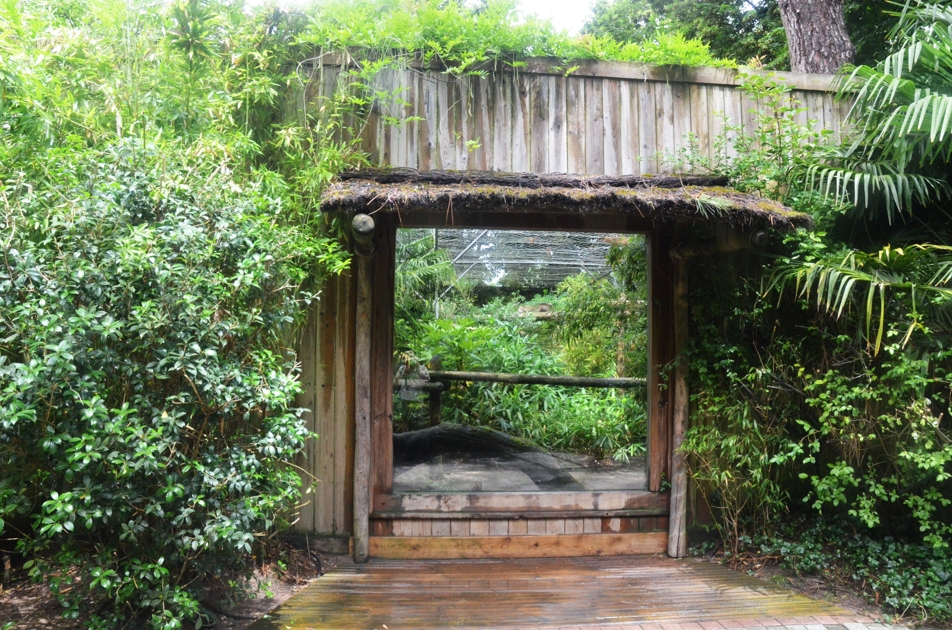 Ocelot Enclosure at La Flèche, 11/06/18