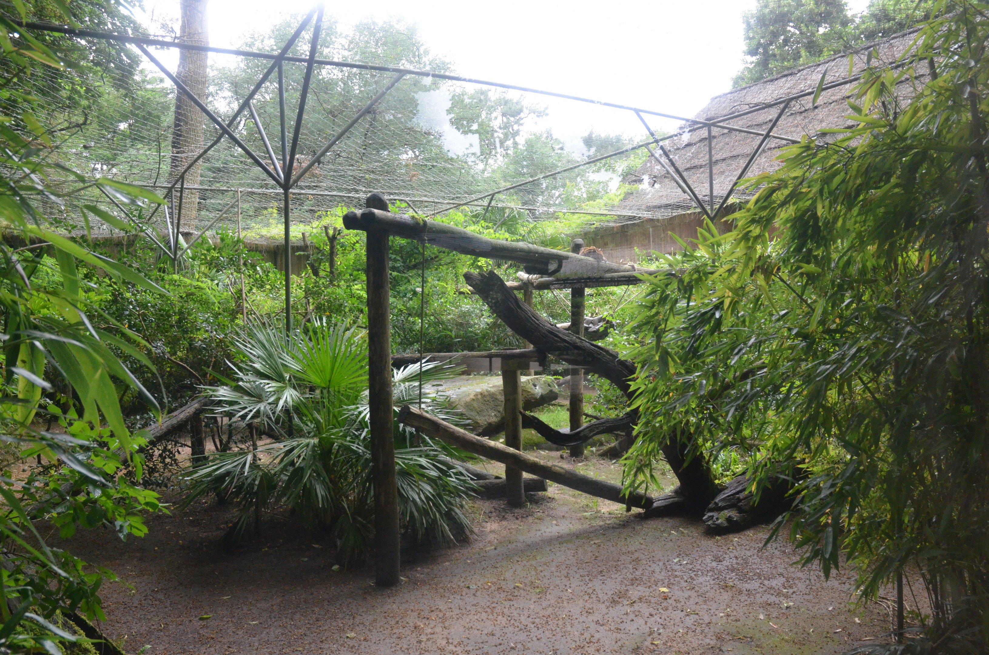 Ocelot Enclosure at La Flèche, 11/06/18