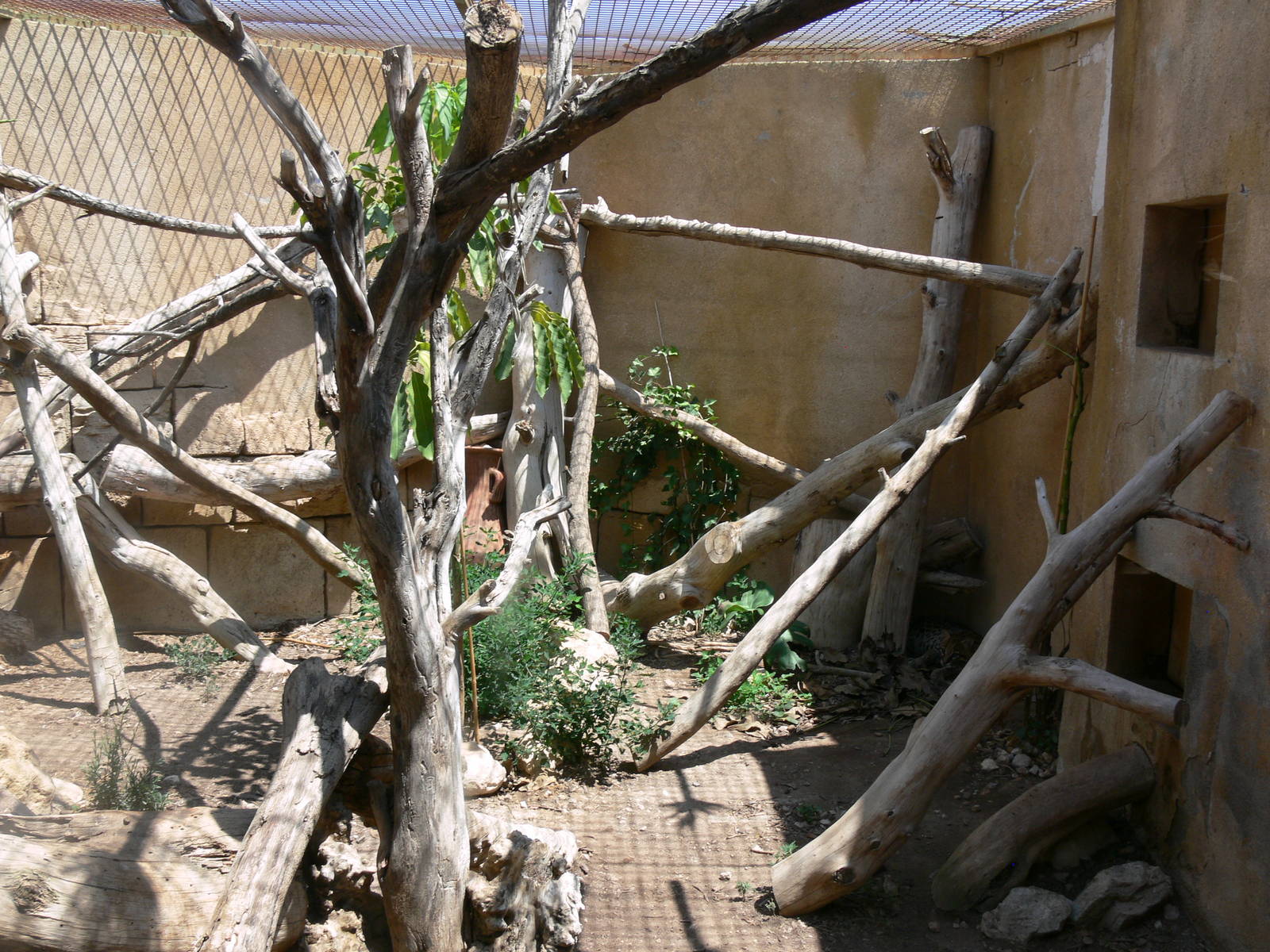 Ocelot enclosure at Terra Natura, 03/08/14