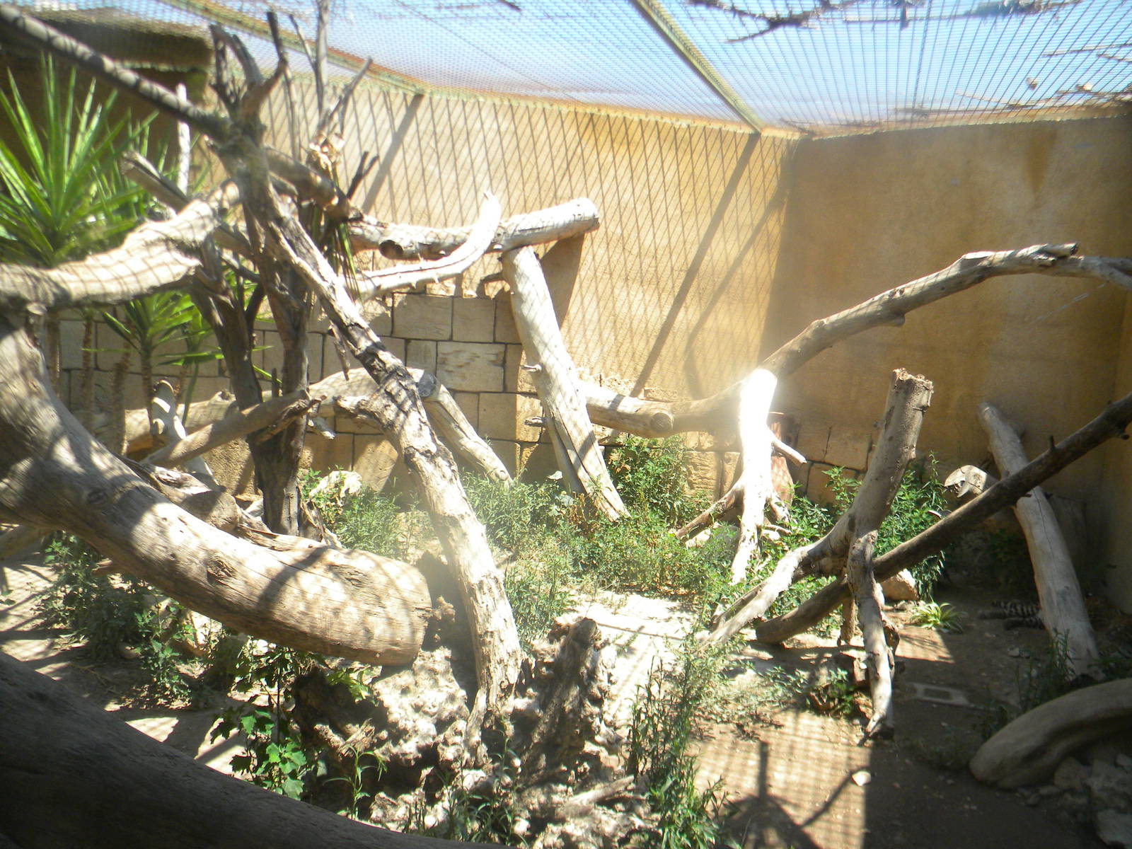 Ocelot enclosure at Terra Natura 29/07/11