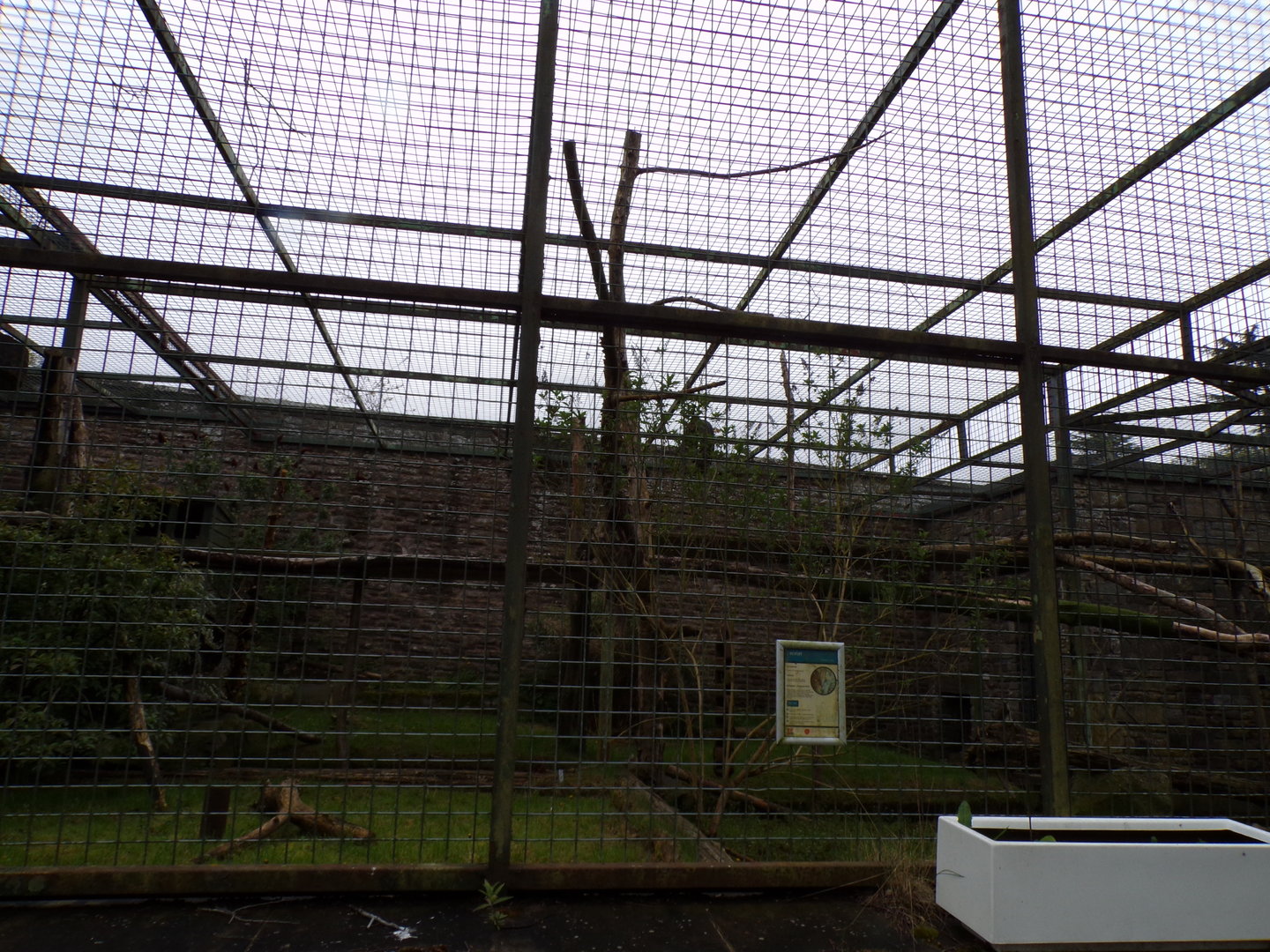 Ocelot enclosure (Formerly bear) 7.5.23