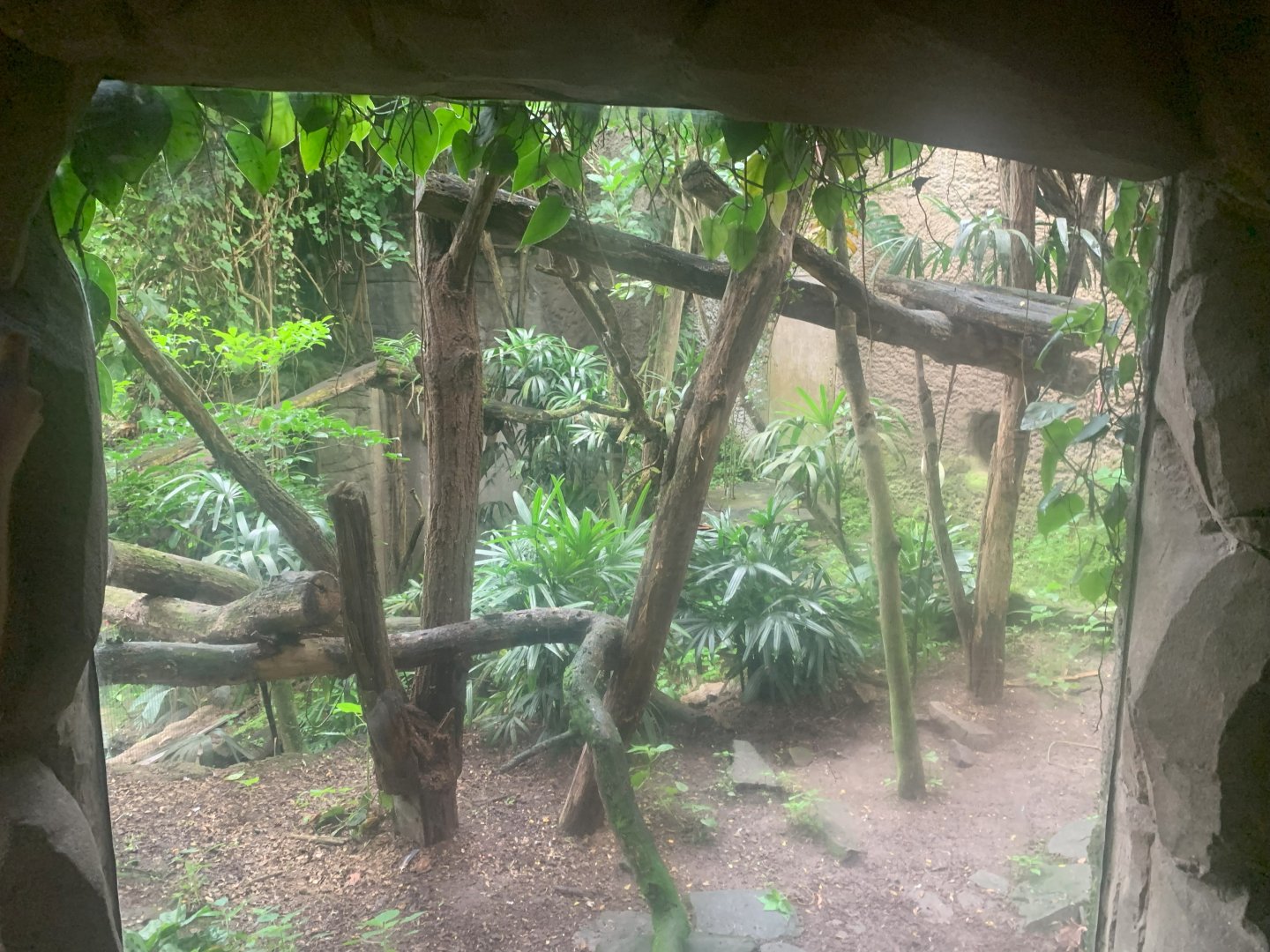 Ocelot enclosure - Gondwanaland