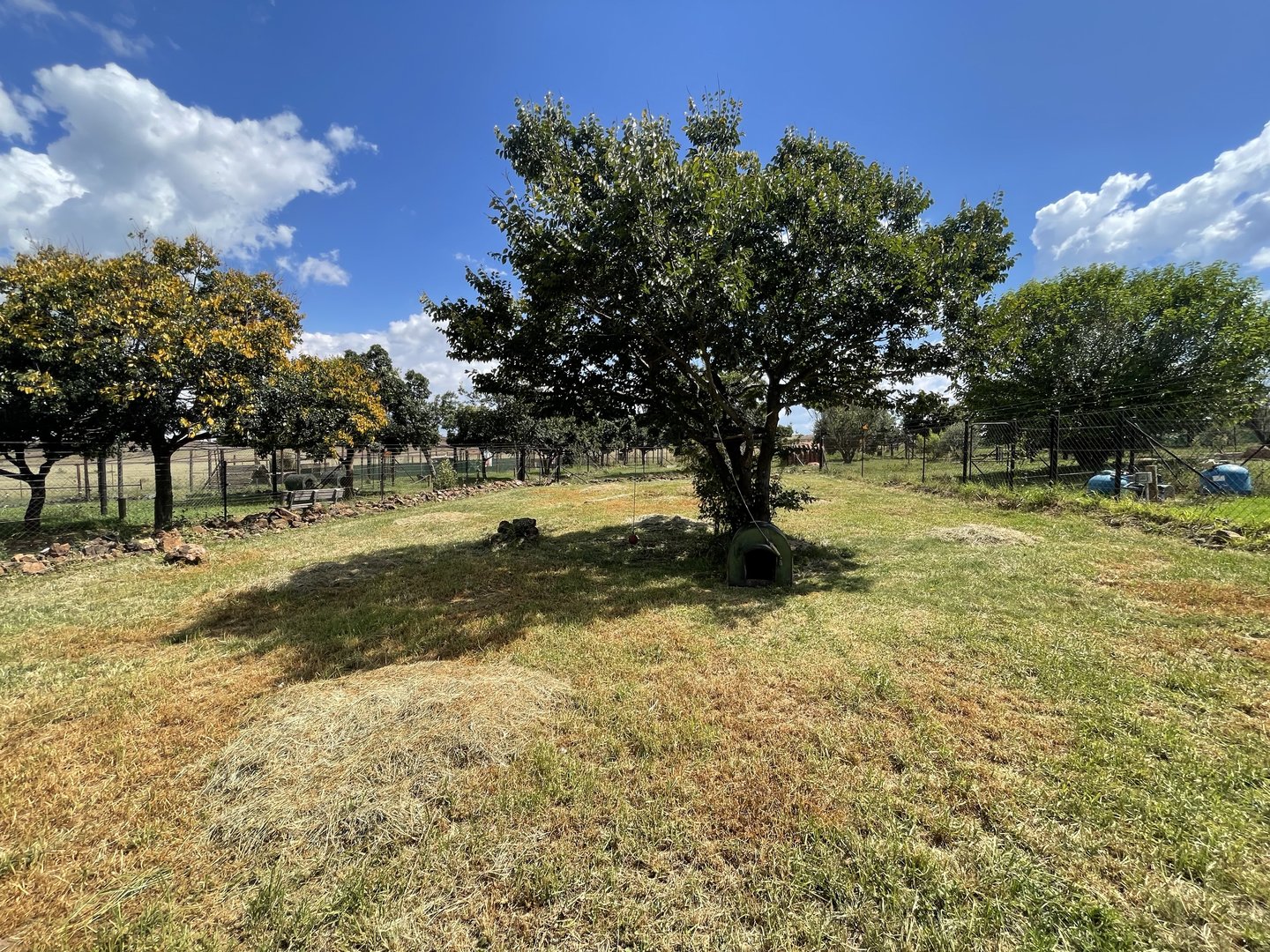 Ocelot Enclosure (Leopardus pardalis)