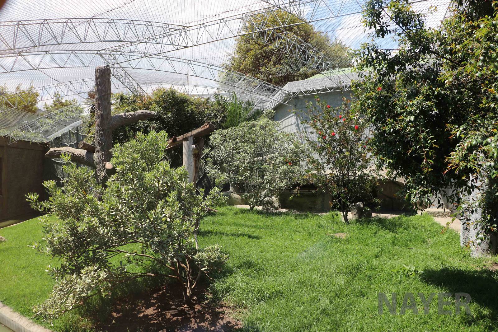 Ocelot enclosure, March 2016