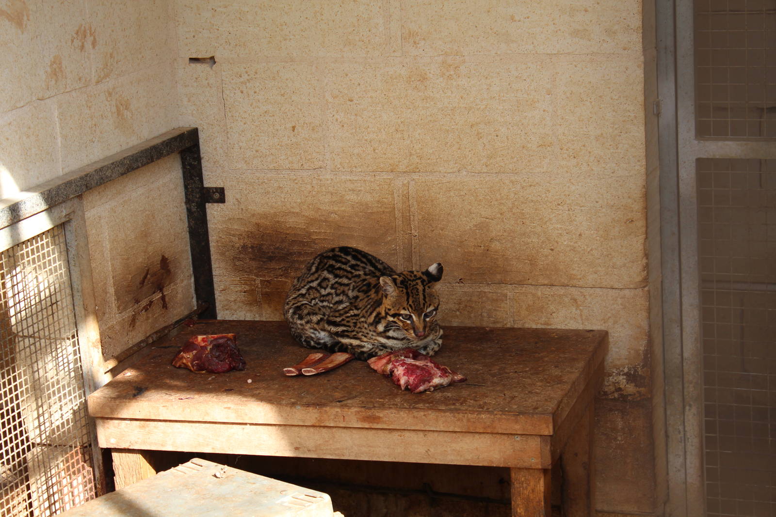 Ocelot Enclosure - MonteKristo Animal Park, Malta
