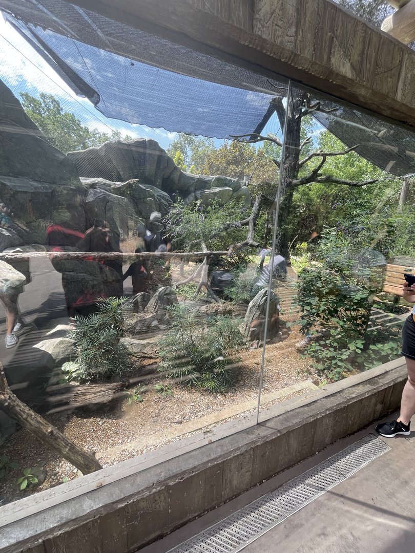 Ocelot Enclosure/Viewing