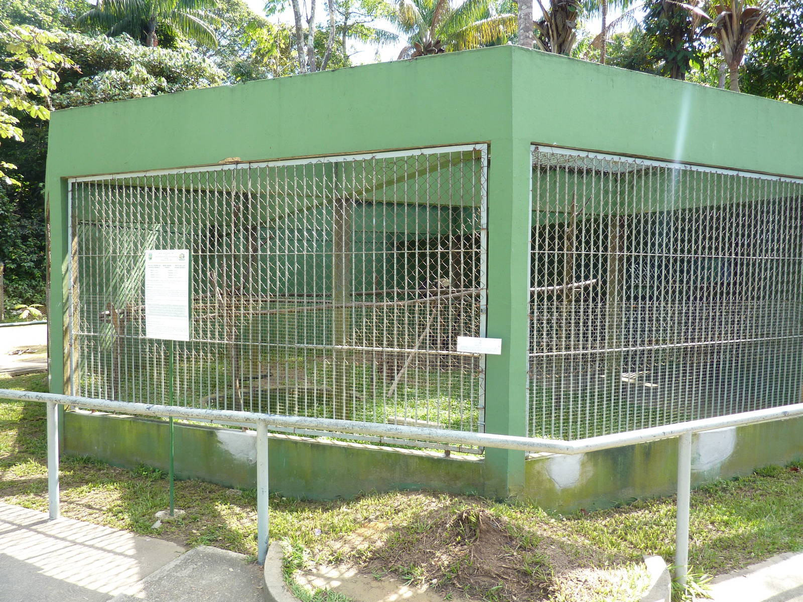 Ocelot enclosure