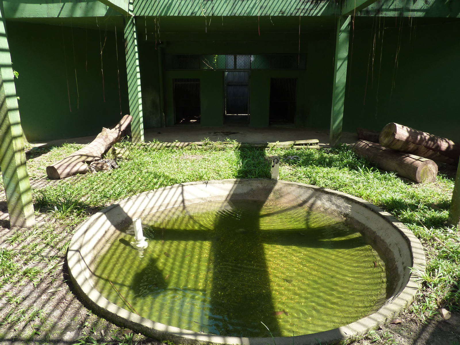 Ocelot enclosure