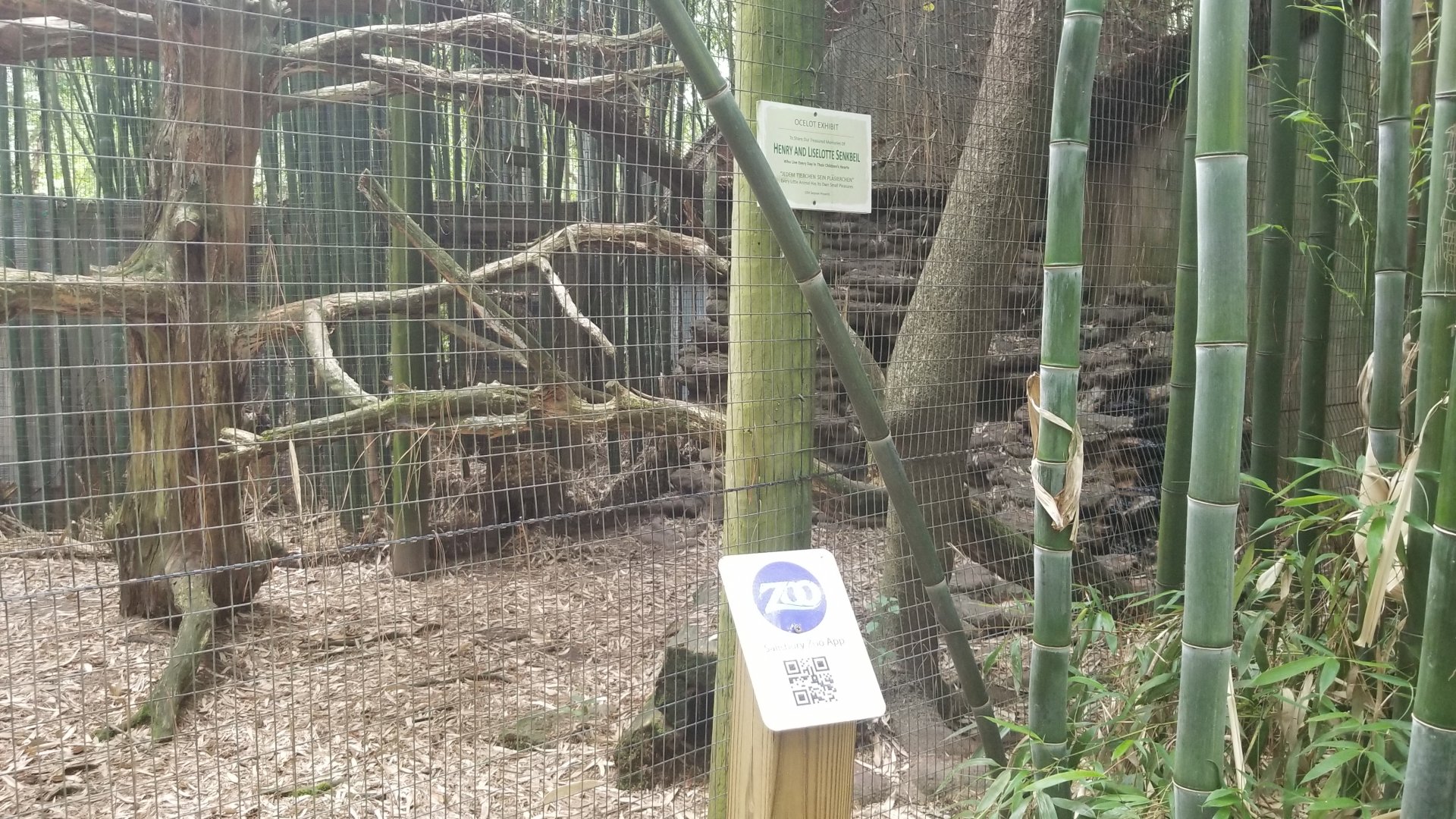 Ocelot enclosure