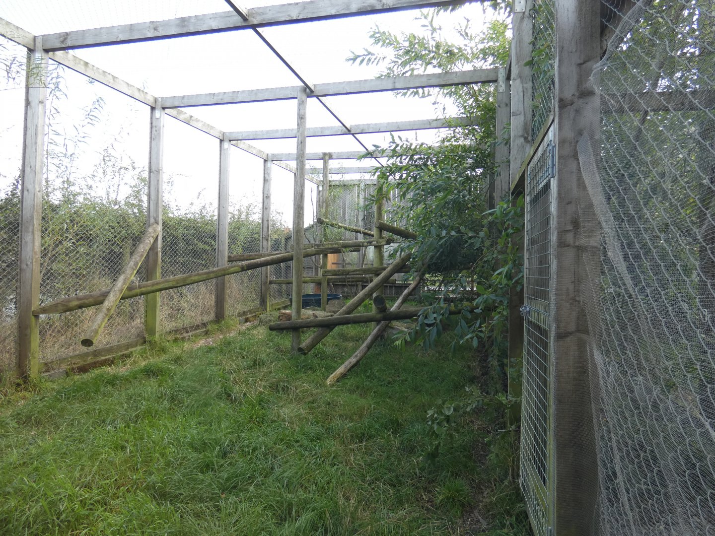 Ocelot enclosure
