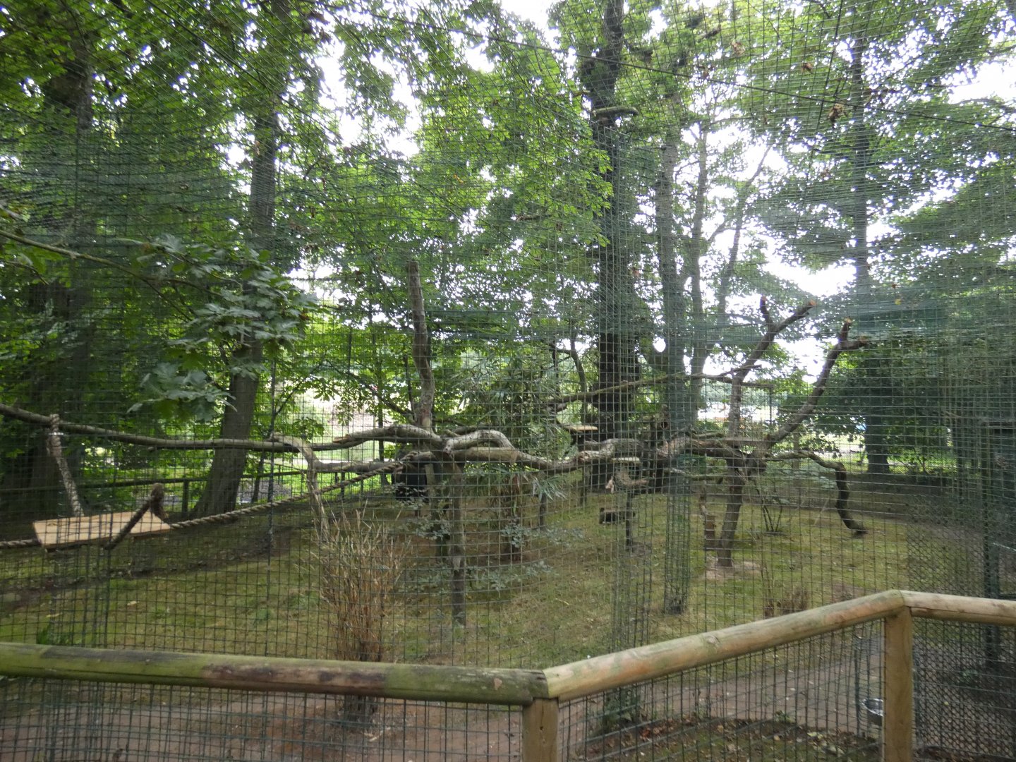 Ocelot enclosure