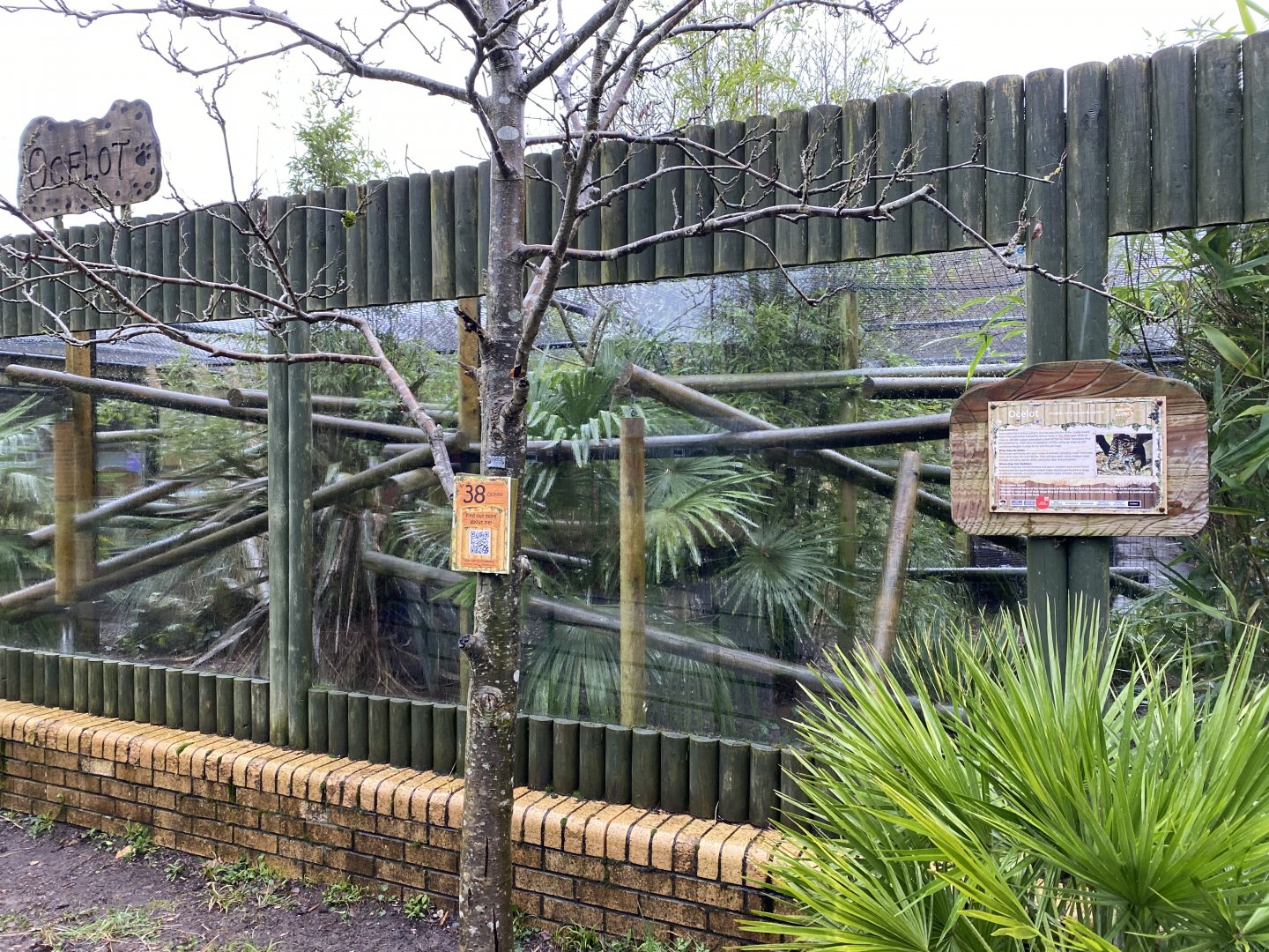 Ocelot exhibit 150220