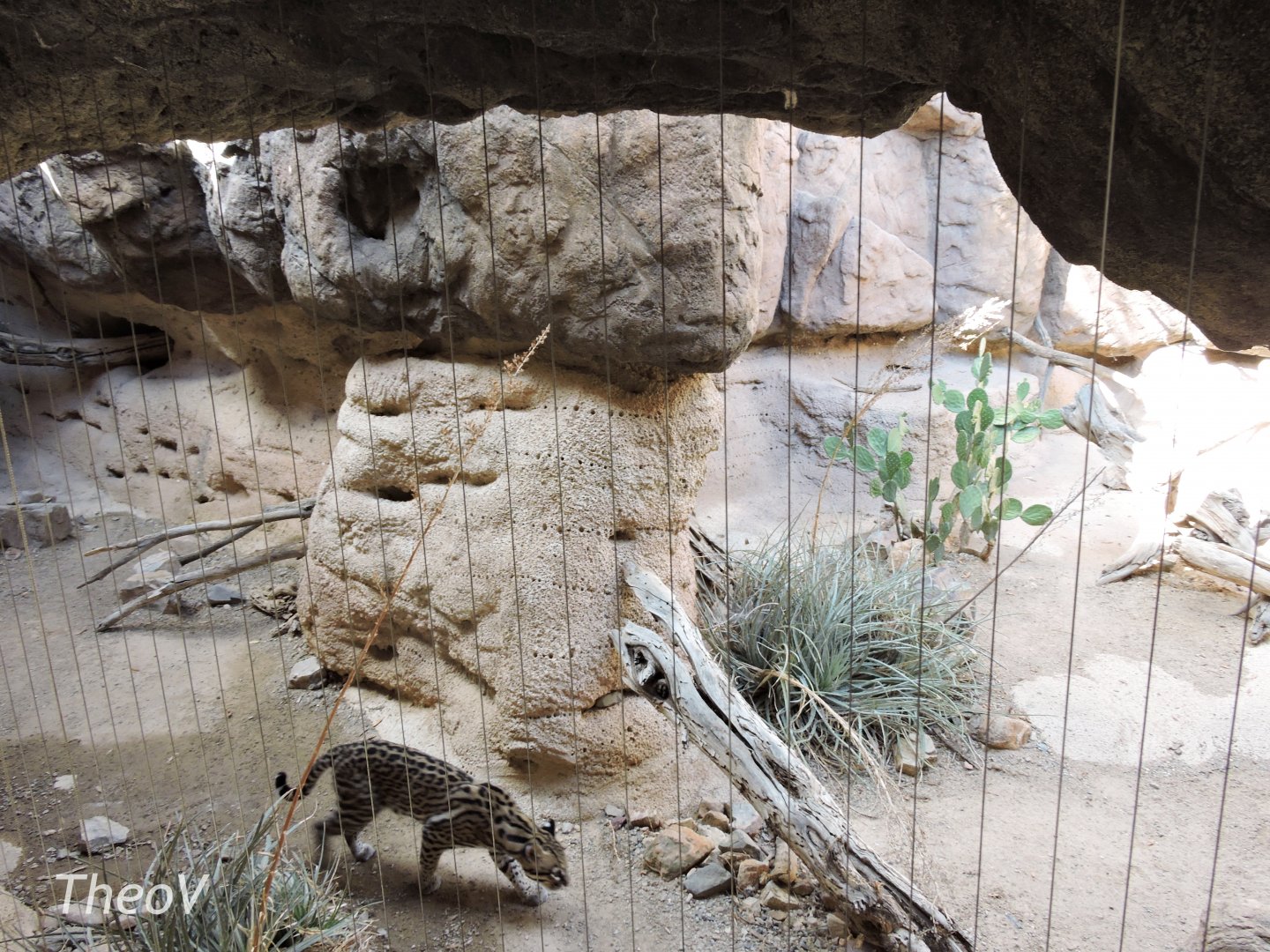 Ocelot exhibit [2015]