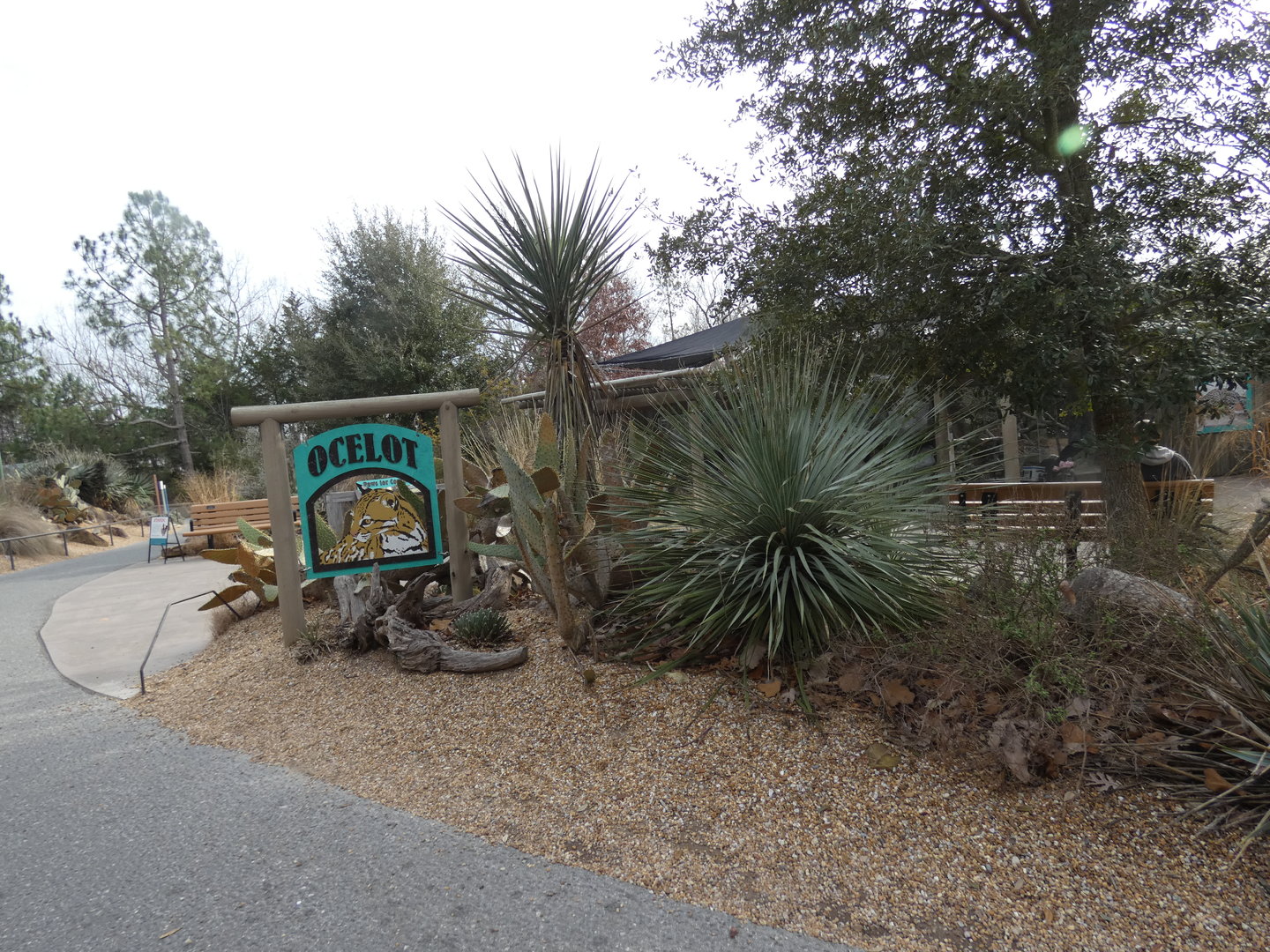 Ocelot exhibit area
