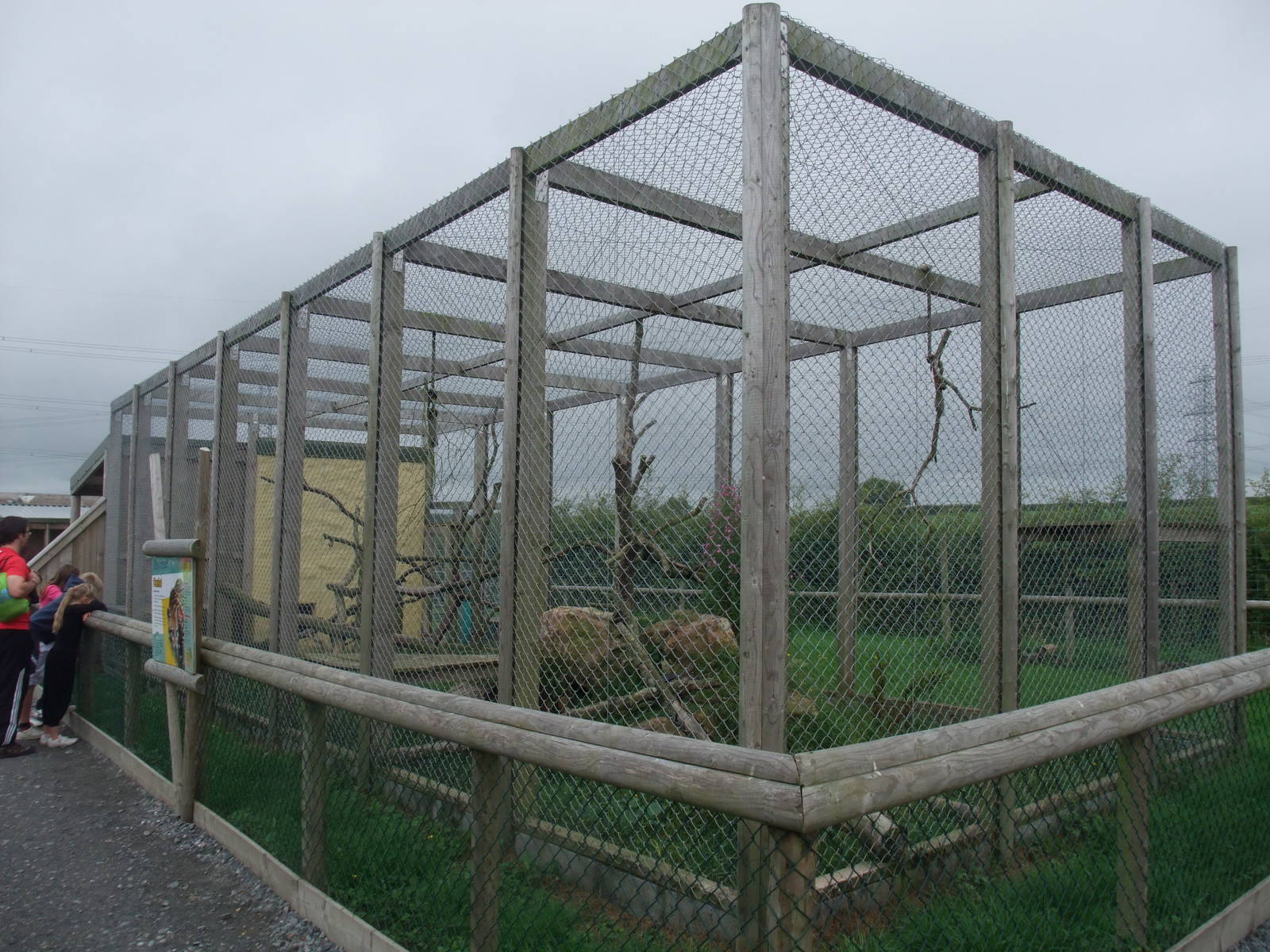 Ocelot Exhibit at Folly Farm, 01/08/11