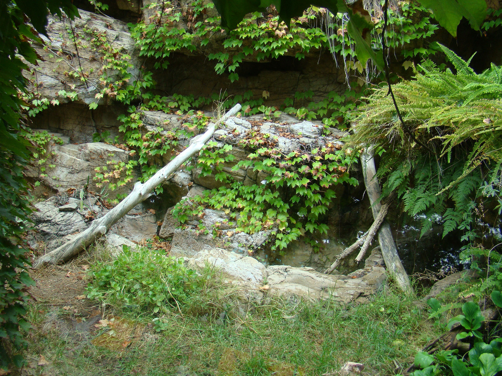 Ocelot exhibit at the Los Angeles Zoo
